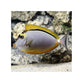 Blonde Naso Tang - (Naso elegans)
