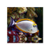 files/indonesia-live-stock-naso-elegans-orange-spine-unicornfish-40693759705318.jpg