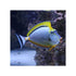 files/indonesia-live-stock-naso-elegans-orange-spine-unicornfish-40693759803622.jpg