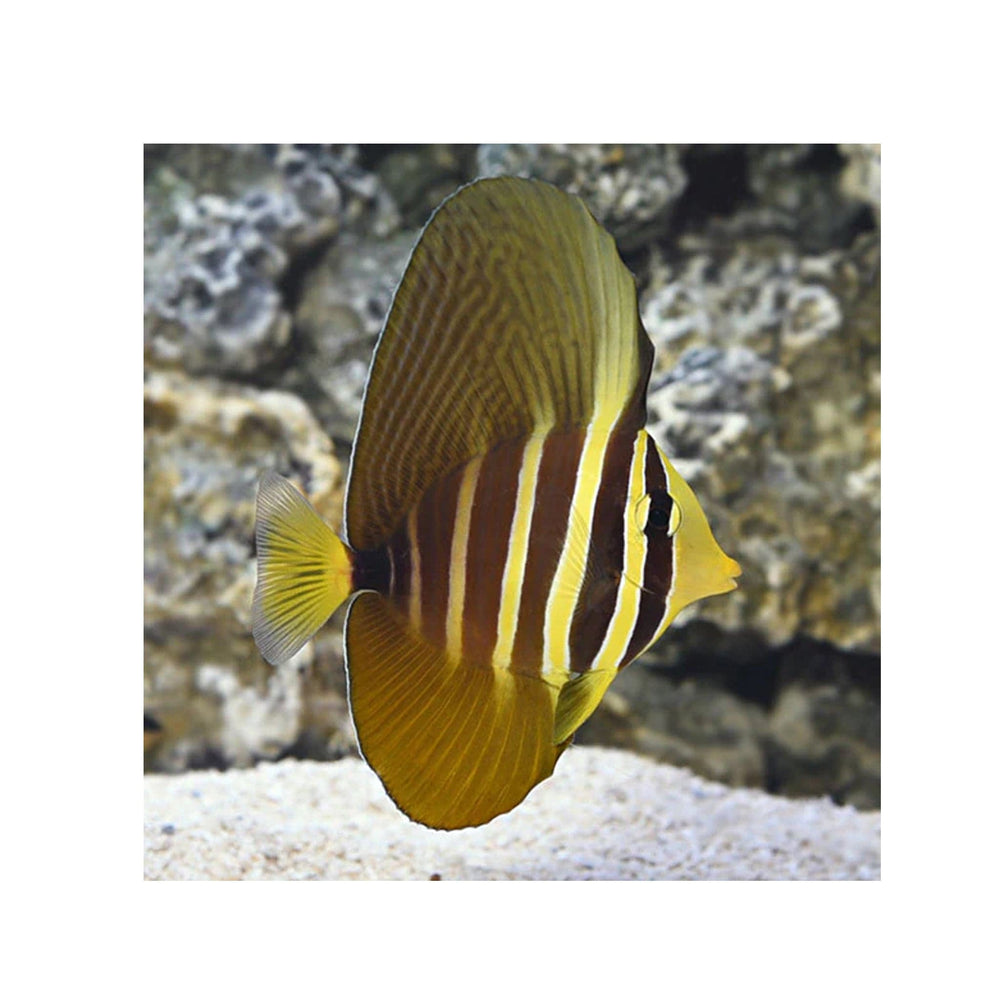 Sailfin Tang -  (Zebrasoma Veliferum)
