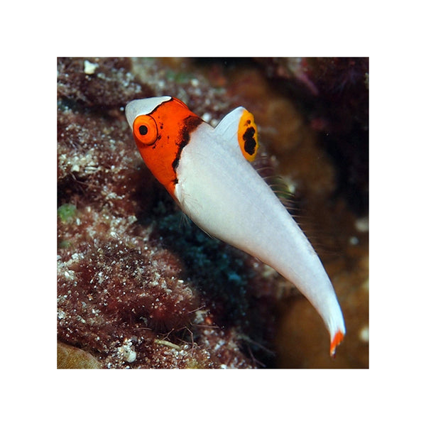 Indonesia LIVE STOCK Parrot Cetoscarus Bicolor - Bicolor Parrotfish