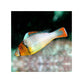 Bicolor Parrotfish - (Cetoscarus Bicolor)