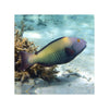 Indonesia LIVE STOCK Parrot Cetoscarus Bicolor - Bicolor Parrotfish