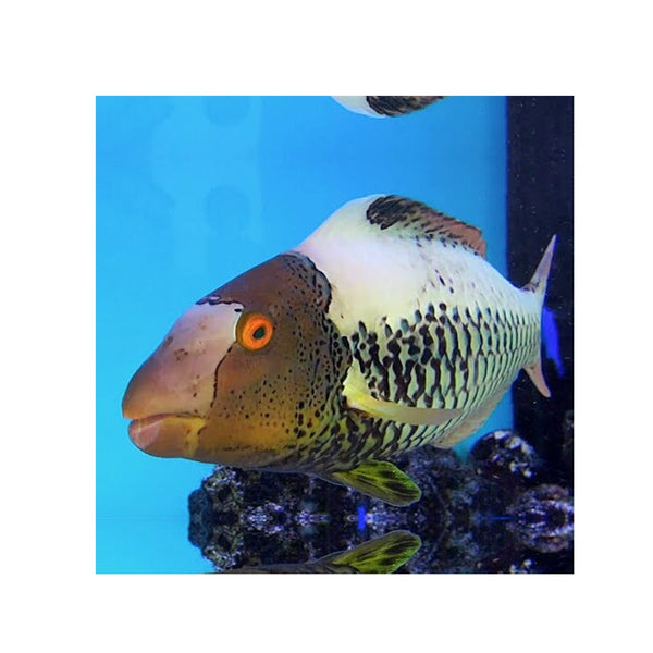 Indonesia LIVE STOCK Parrot Cetoscarus Bicolor - Bicolor Parrotfish