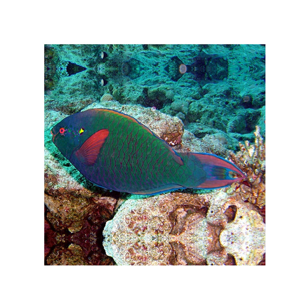 Indonesia LIVE STOCK Parrot Dusky Parrotfish - (Scarus Niger)