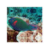 files/indonesia-live-stock-parrot-dusky-parrotfish-scarus-niger-40714772840678.jpg