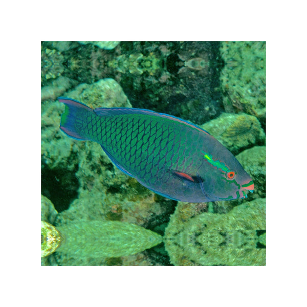 Indonesia LIVE STOCK Parrot Dusky Parrotfish - (Scarus Niger)