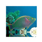 Dusky Parrotfish - (Scarus Niger)
