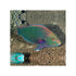 files/indonesia-live-stock-parrot-dusky-parrotfish-scarus-niger-40714772971750.jpg