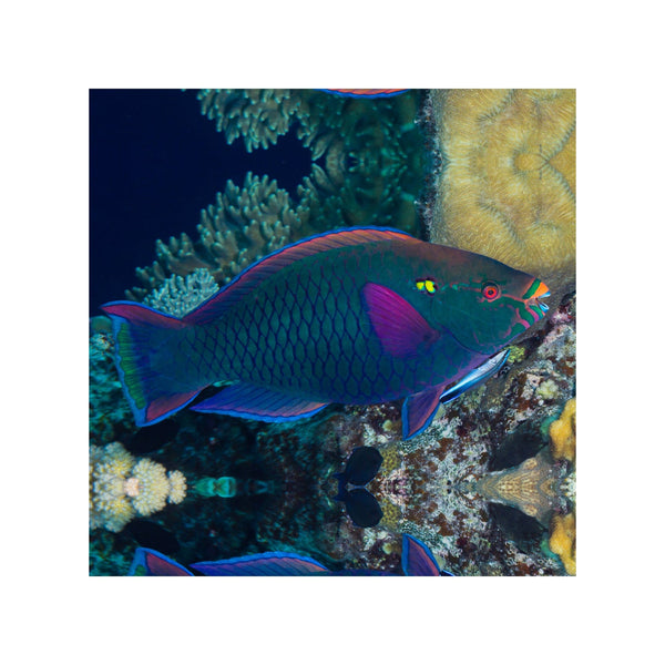 Indonesia LIVE STOCK Parrot Dusky Parrotfish - (Scarus Niger)