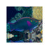 files/indonesia-live-stock-parrot-dusky-parrotfish-scarus-niger-40714773037286.jpg