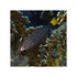 files/indonesia-live-stock-wrasse-yellowtail-wrasse-anampses-meleagrides-expert-only-40679365476582.jpg