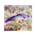 files/kenya-live-stock-purple-firefish-nemateleotris-decora-40363565252838.jpg