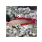 Purple Firefish - (Nemateleotris decora)