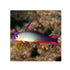 files/kenya-live-stock-purple-firefish-nemateleotris-decora-40363565514982.jpg