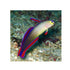 files/kenya-live-stock-purple-firefish-nemateleotris-decora-40363577082086.jpg