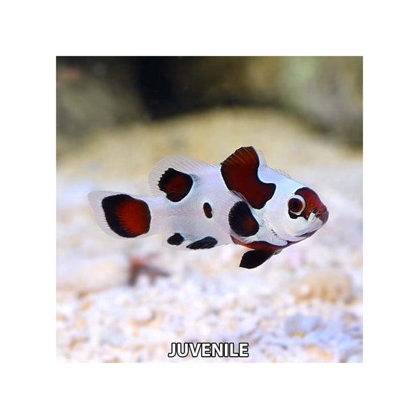 ORA LIVE STOCK Black Storm Clownfish -  (Amphiprion ocellaris var.)
