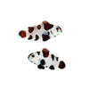 ORA LIVE STOCK Black Storm Clownfish -  (Amphiprion ocellaris var.)