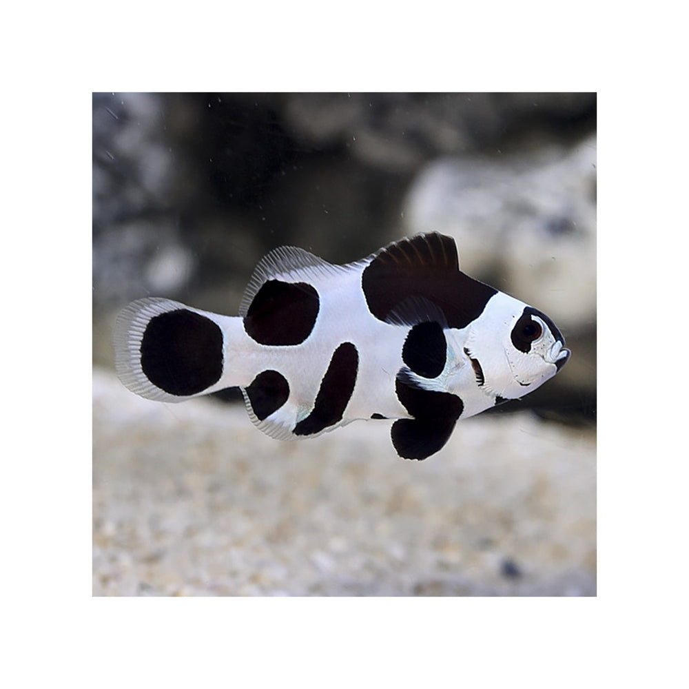 Black Storm Clownfish -  (Amphiprion ocellaris var.)