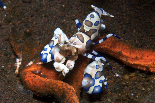 PetStore.ae Invertebrates Harlequin Shrimp