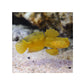 Yellow Prawn Goby - Cryptocentrus Cinctus