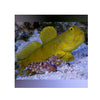 Phillipines LIVE STOCK Goby Cryptocentrus Cinctus - Yellow Prawn Goby