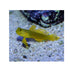 files/phillipines-live-stock-goby-cryptocentrus-cinctus-yellow-prawn-goby-40364241780966.jpg