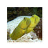files/phillipines-live-stock-goby-cryptocentrus-cinctus-yellow-prawn-goby-40364241912038.jpg