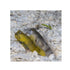 files/phillipines-live-stock-goby-cryptocentrus-cinctus-yellow-prawn-goby-40364241944806.jpg