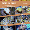 ASS Satellite Series - Lights Blue-White - Aquarium System Solution - PetStore.ae