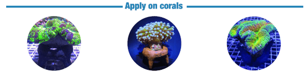 Coral Holder - ASFD - Aquarium Solution System - PetStore.ae
