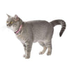 Confetti Cat Collar - Pink - Bobby - PetStore.ae
