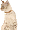 Little Fancy Cat Collar - Camel - Bobby - PetStore.ae