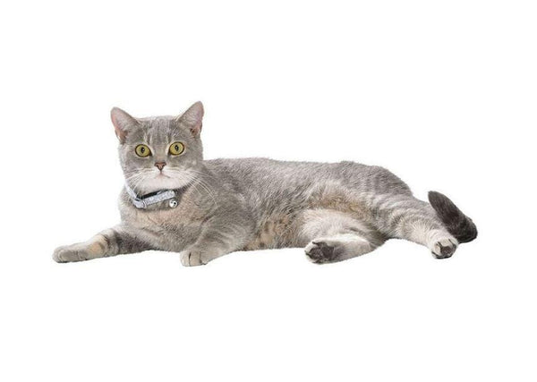 Spring Cat Collar - Lagoon - Bobby - PetStore.ae