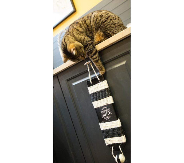 Griffoir Wall Toy - Bobby - PetStore.ae