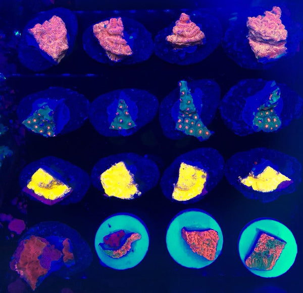 SPS Mix Frags ( Pack of any 4 frags) - PetStore.ae