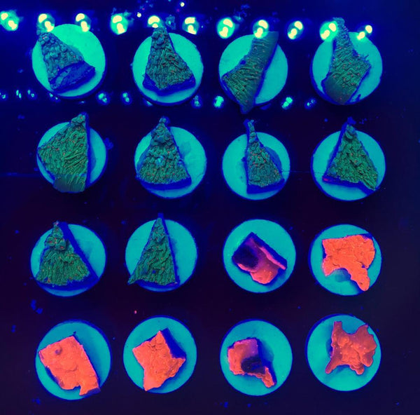 SPS Mix Frags ( Pack of any 4 frags) - PetStore.ae