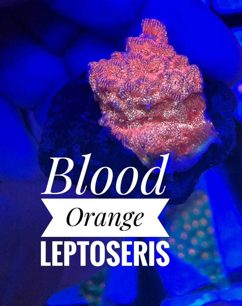 Blood Orange Leptoseris - PetStore.ae