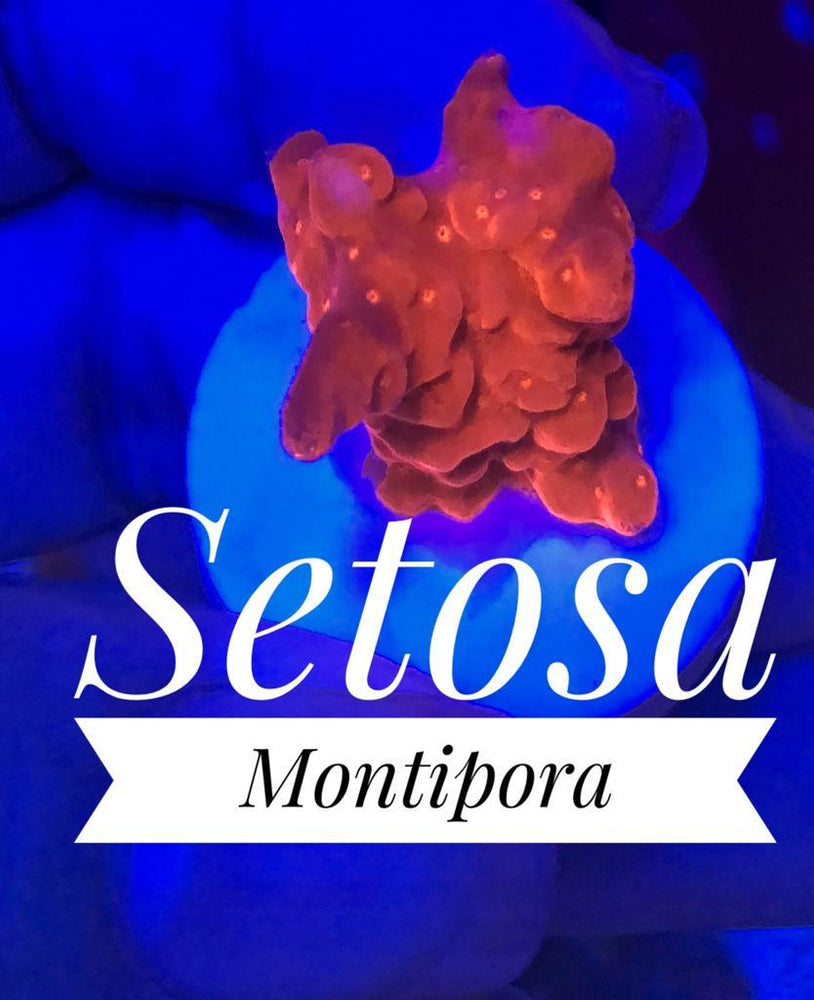Setosa Montipora