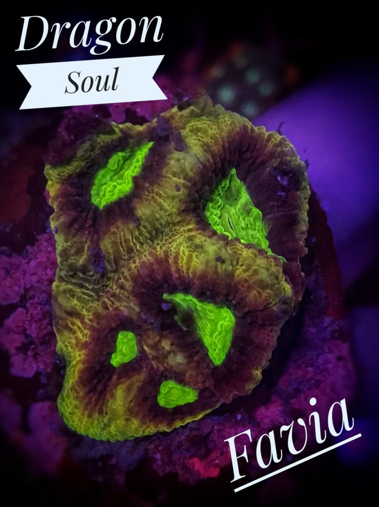Dragon Soul Favia