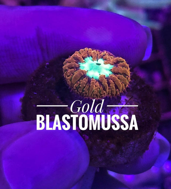 Gold Blastomussa - Australian Coral Frags - PetStore.ae