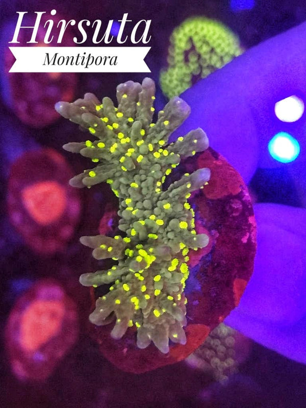 Hirsuta Montipotra - PetStore.ae