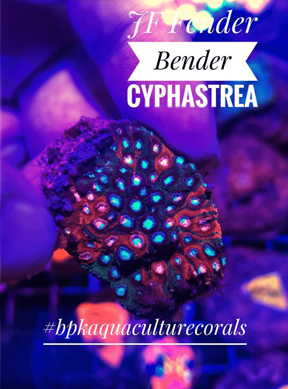 JF Fender - Bender Cyphastrea - PetStore.ae