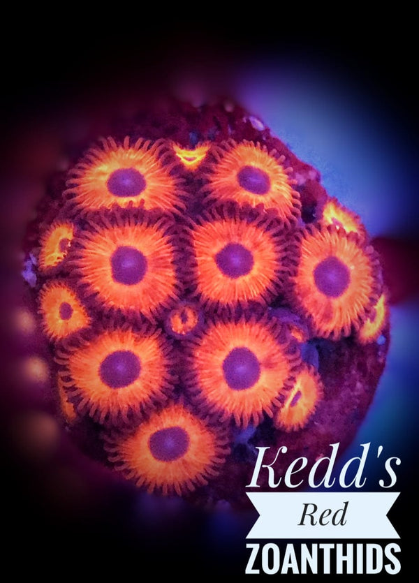 Kedd's Red Zoanthids - PetStore.ae