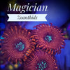 Magician Zoanthids - PetStore.ae