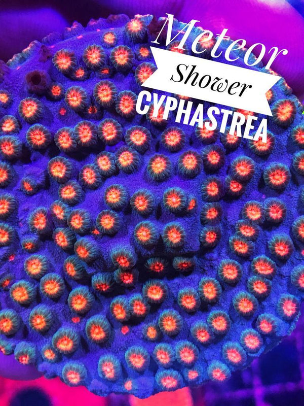 Meteor Shower Cyphastrea - PetStore.ae