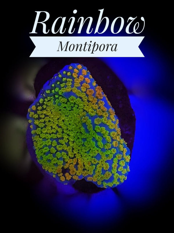 Rainbow Montipora - PetStore.ae