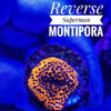 Reverse Superman Montipora - PetStore.ae