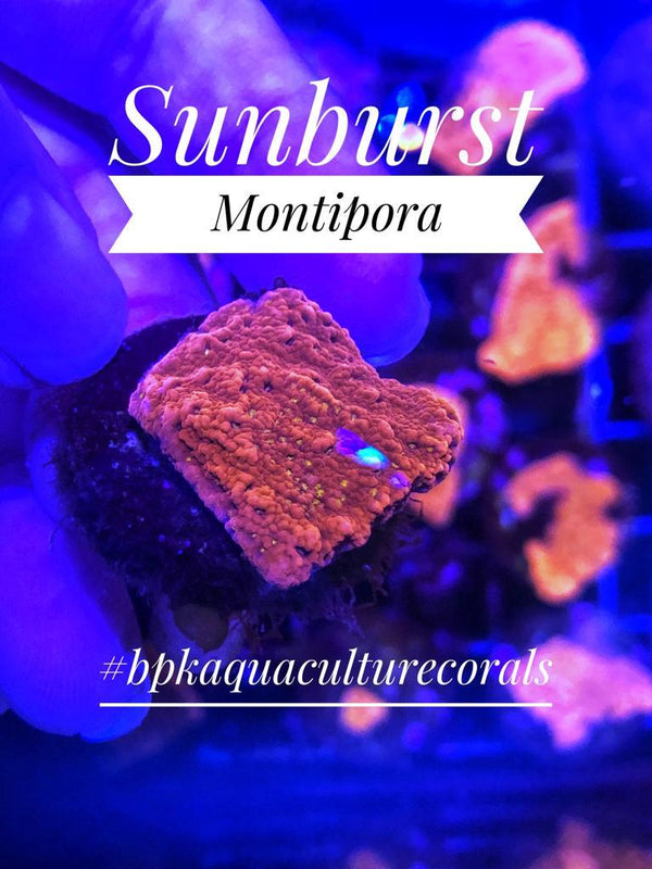 Sunburst Montipora - PetStore.ae