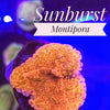 Sunburst Montipora - PetStore.ae